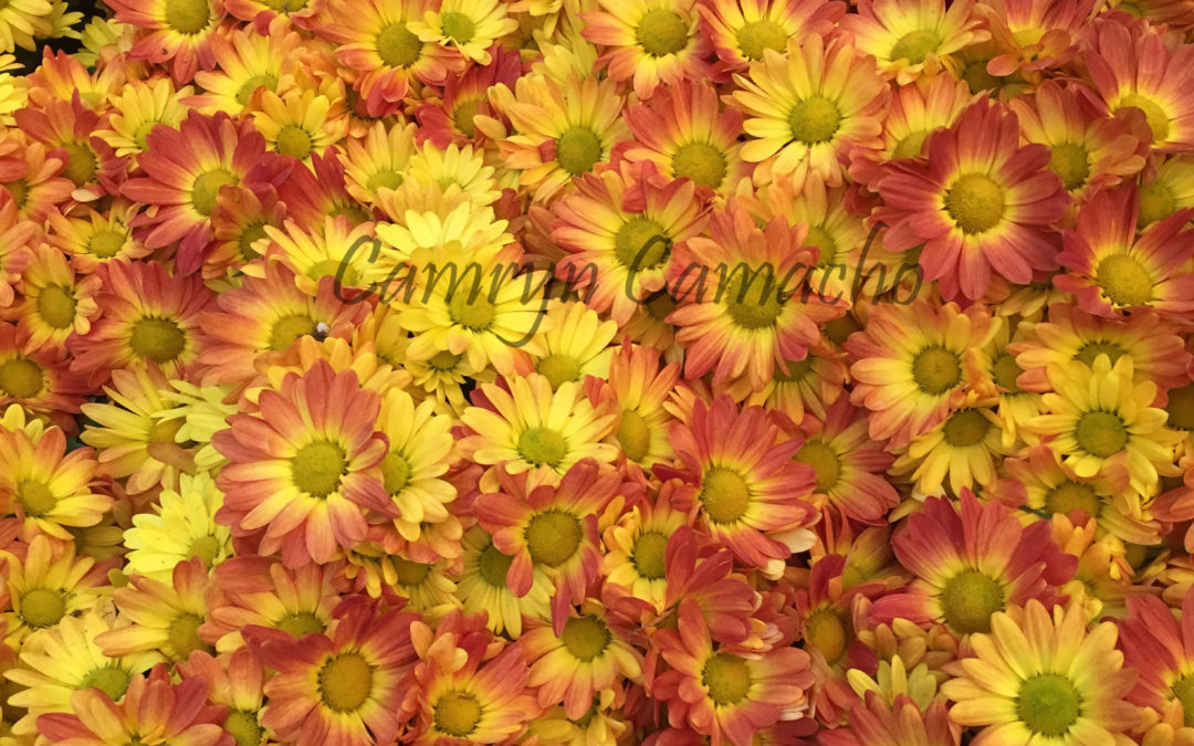 Flowerbed